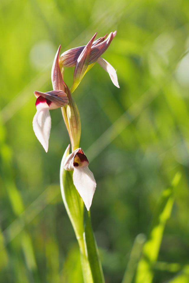 Piccola, delicata, orchidea da determinare per favore